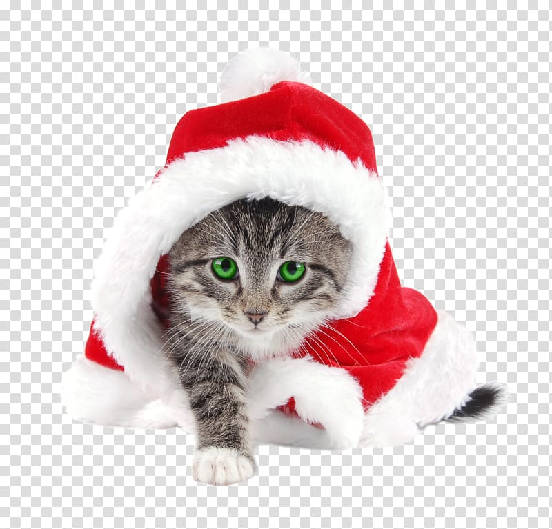 Santa Claus Cat Kitten Christmas Santa suit, weekend transparent background PNG clipart