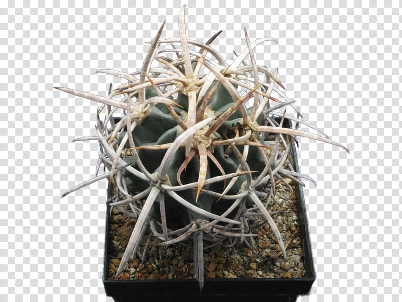 Echinocactus polycephalus Copiapoa Strombocactus disciformis Turbinicarpus pseudomacrochele, others transparent background PNG clipart