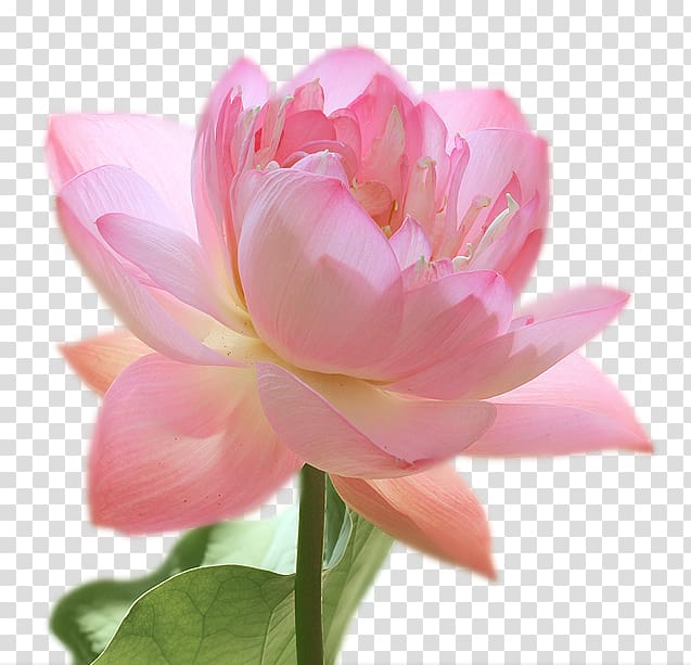 Artificial flower Pink M Peony Petal Lotus-m, peony transparent background PNG clipart