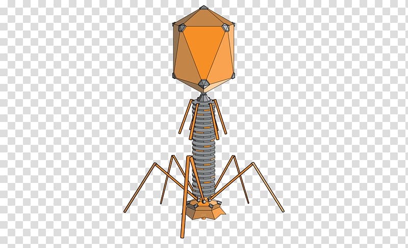 Hershey–Chase experiment Bacteriophage Bacteria Virus, science transparent background PNG clipart