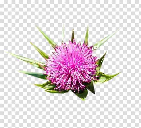 Milk thistle Icon, Pink milk thistle material transparent background PNG clipart
