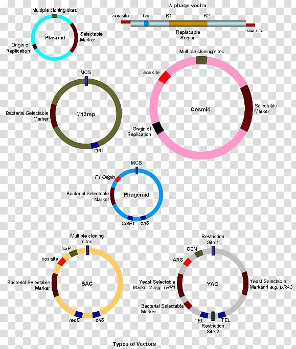 Cloning Molecular cloning Gene, kinds transparent background PNG clipart