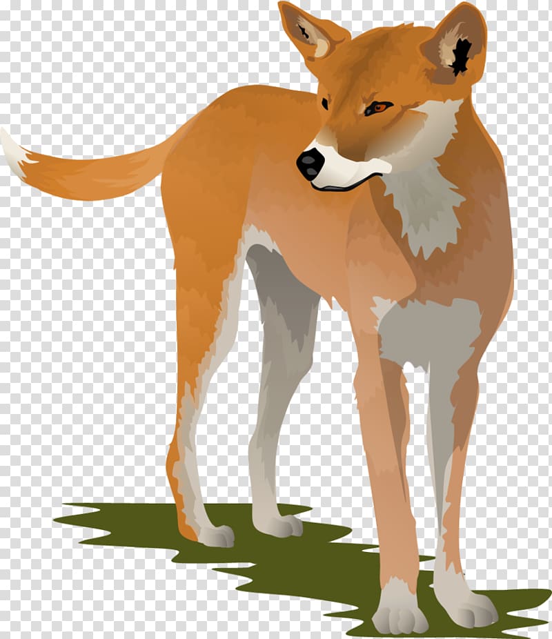 Dingo Dog , Dingo transparent background PNG clipart