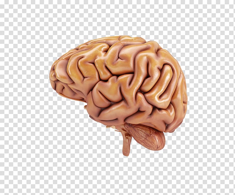 Human brain Organ Human head, High-definition brain loop transparent background PNG clipart