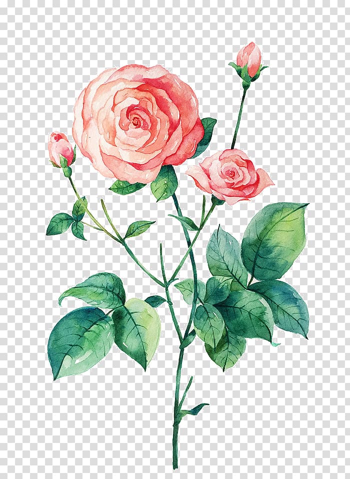 Beach rose Rosa chinensis Flower Illustration, Hand-painted background pattern Rose Rose Women transparent background PNG clipart