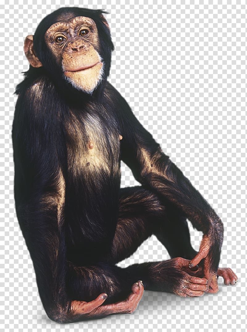 Gorilla Common chimpanzee Primate Orangutan Gibbon, chimpanzee transparent background PNG clipart