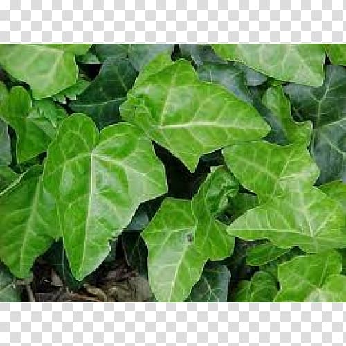 Common ivy Hedera hibernica Vine Plant Groundcover, plant transparent background PNG clipart