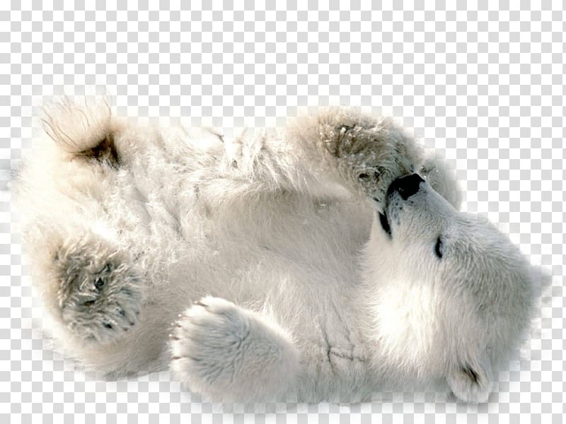 Polar bear , polar bear transparent background PNG clipart