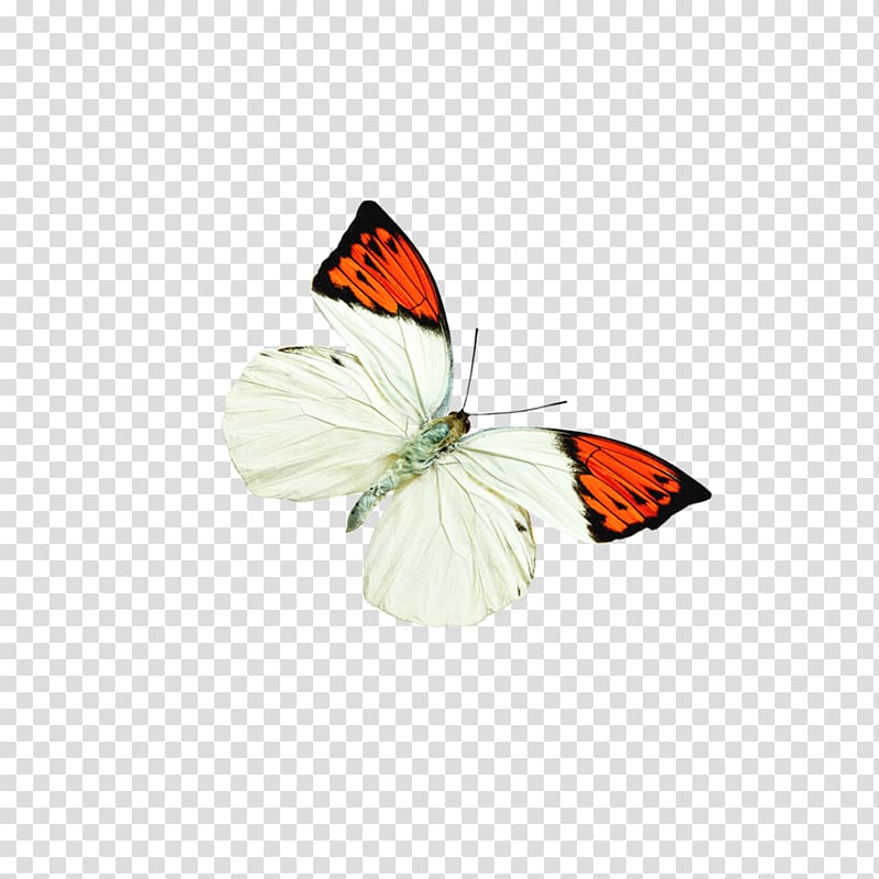 Monarch butterfly Insect Pieridae, FIG butterfly insect samples transparent background PNG clipart