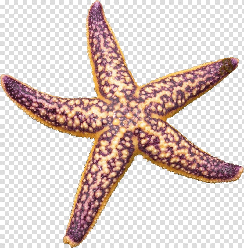purple and yellow starfish, Starfish Purple transparent background PNG clipart