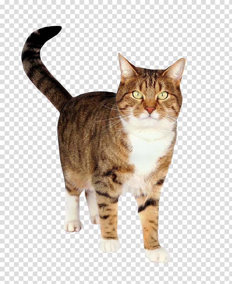 cat walk transparent background PNG clipart