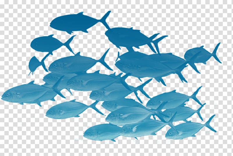 Fishing Shoaling and schooling Herring, fish transparent background PNG clipart