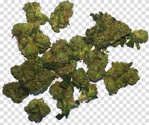 Cannabis sativa Marijuana Medical cannabis Medicine, cannabis transparent background PNG clipart