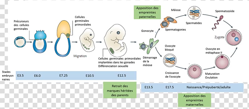 Genomic imprinting Germ cell Somatic cell Biology, others transparent background PNG clipart