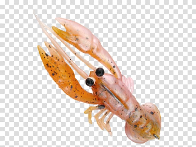 Caridea Common yabby Crayfish Decapoda Fishing bait, others transparent background PNG clipart