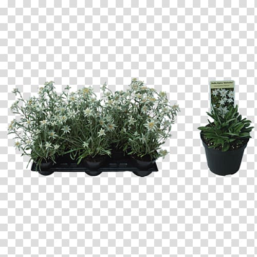 Herb Subshrub Flowerpot, others transparent background PNG clipart
