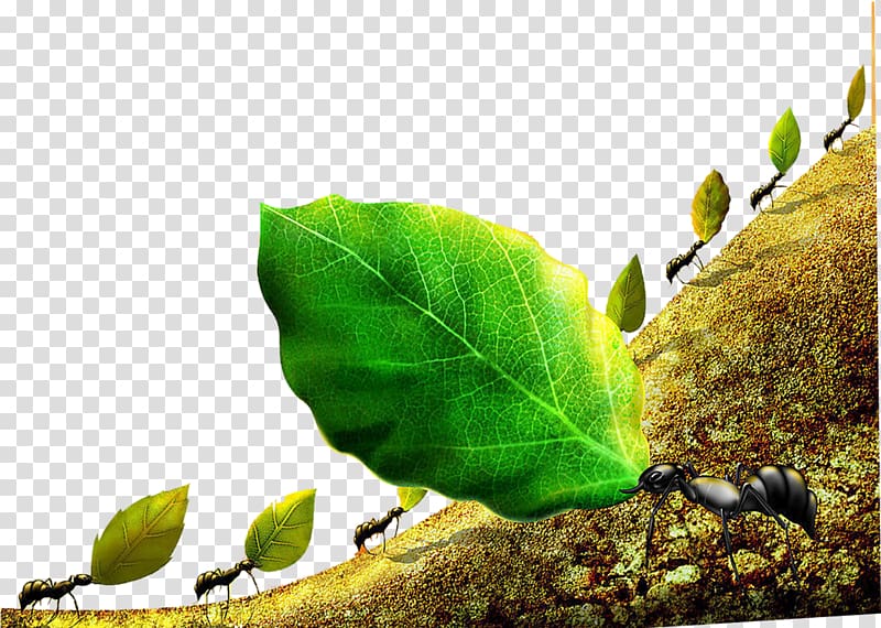 Ant colony Bee Leafcutter ant, Ants cooperation transparent background PNG clipart