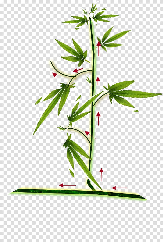 Cannabis cultivation Hemp Haze Seedling, Cannabis seed transparent background PNG clipart
