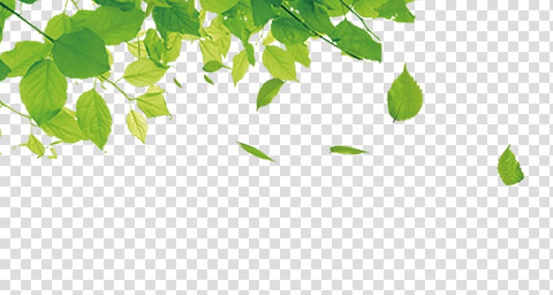 Green leafed trees, Green Leaf Gratis Computer file, Leaves transparent ...