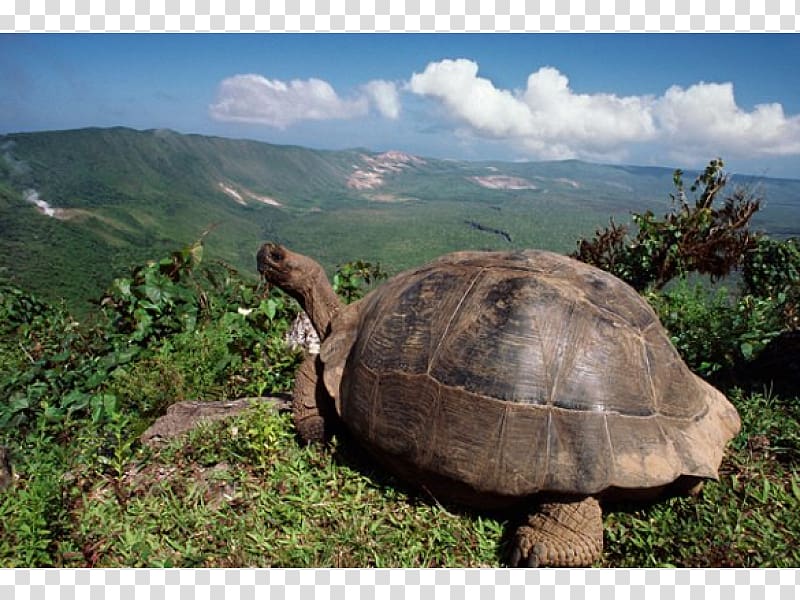 Galápagos Islands Tortoise Volcán Darwin Turtle, turtle transparent background PNG clipart