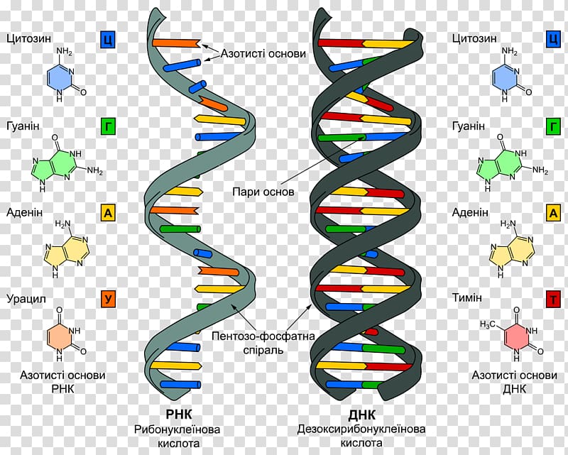 DNA and RNA Nucleic acid RNA world, others transparent background PNG clipart