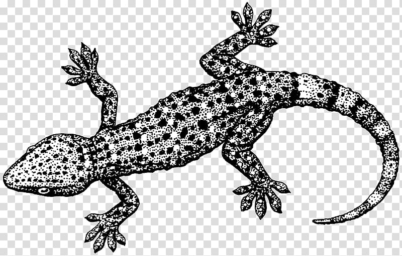 Lizard Tokay gecko Reptile , lizard transparent background PNG clipart