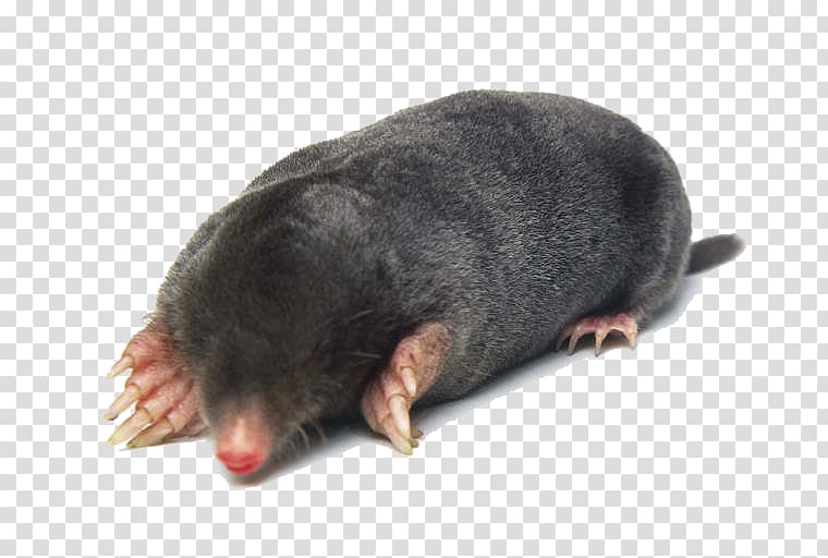 European mole Eastern mole Molehill Homo sapiens, others transparent background PNG clipart