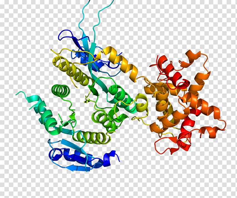 Protein Data Bank Endonuclease Protein–protein interaction Protein structure, others transparent background PNG clipart