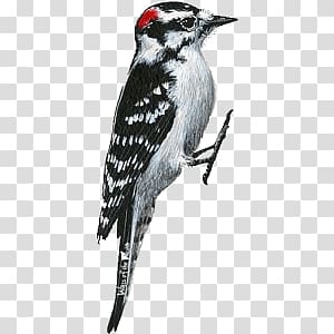 black and gray bird , Woodpecker Right transparent background PNG clipart