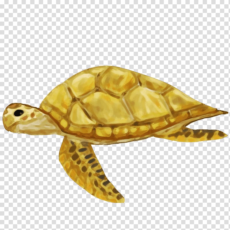 Box turtles Sea turtle Tortoise, turtle transparent background PNG clipart