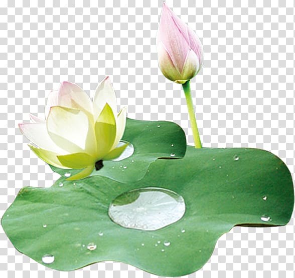 Nelumbo nucifera Leaf Lotus effect Food, Lotus lotus leaf material FIG. transparent background PNG clipart
