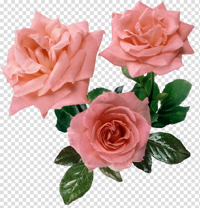 Still Life: Pink Roses Pink flowers Cabbage rose, flower transparent background PNG clipart