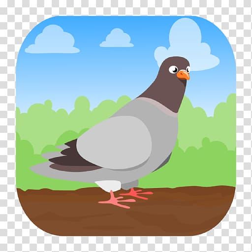 Bird Domestic pigeon Household Insect Repellents Pigeon Hunt Perfect Pose, Make Money Free, Bird transparent background PNG clipart