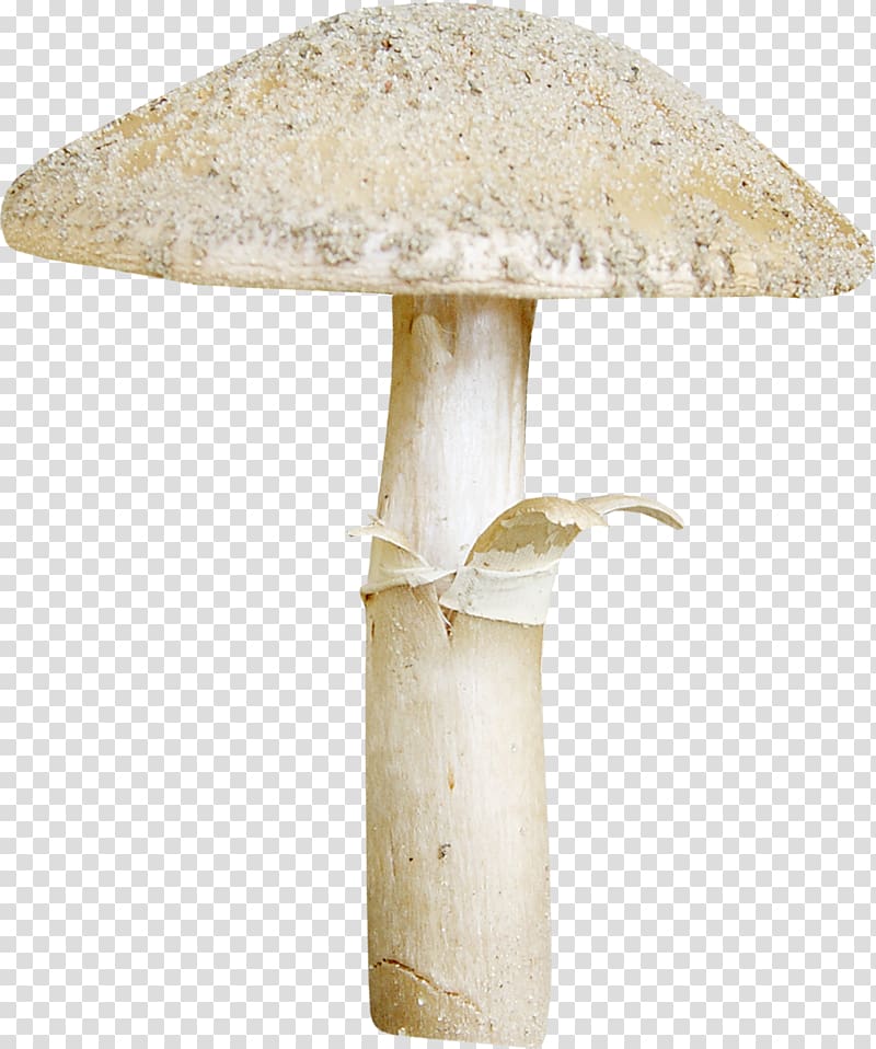 Mushroom Hericium erinaceus, mushroom transparent background PNG clipart