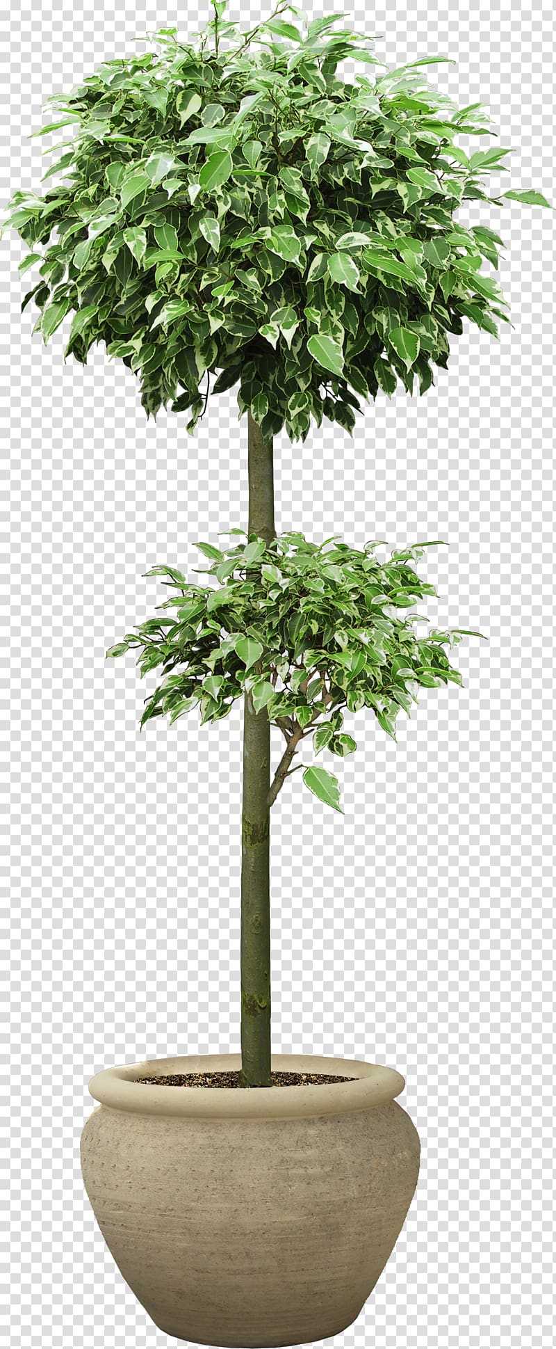 Houseplant Tree , tree transparent background PNG clipart