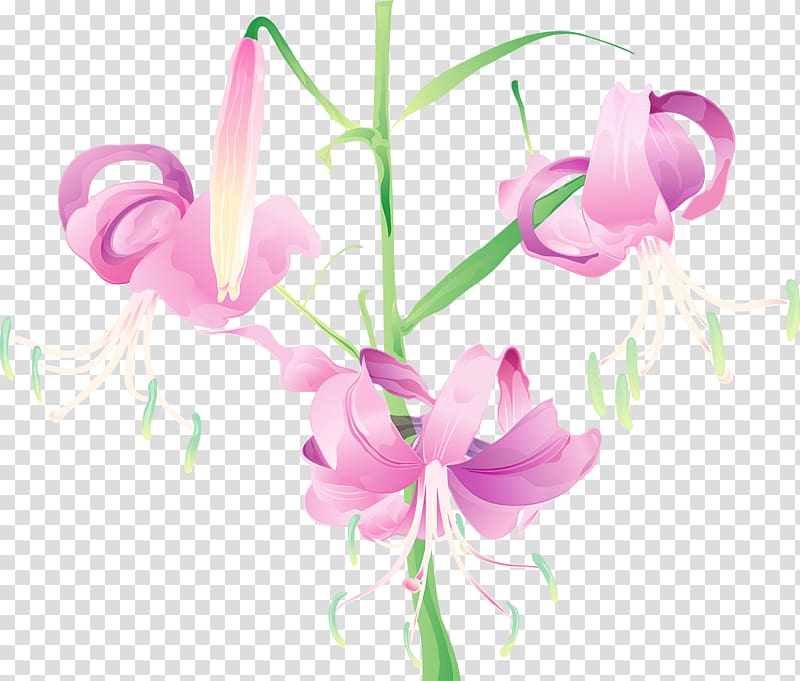 Flower Watercolor painting Lilium, handpainted flowers transparent background PNG clipart