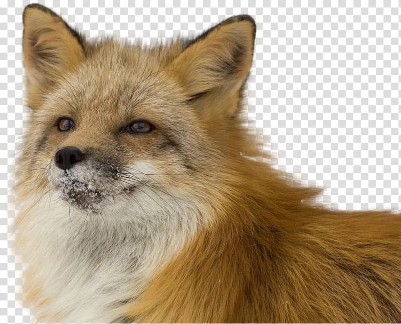 Red fox Kuma Lisa Привада, fox transparent background PNG clipart