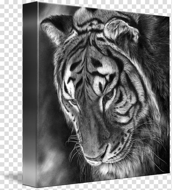 Tiger Lion Whiskers Gallery wrap /m/02csf, tiger transparent background PNG clipart