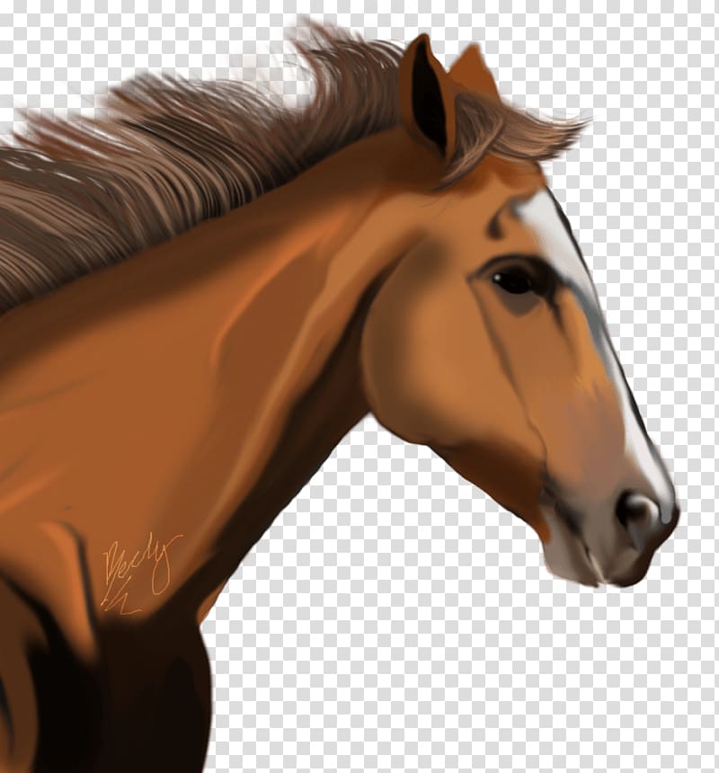 Horse , Horse transparent background PNG clipart
