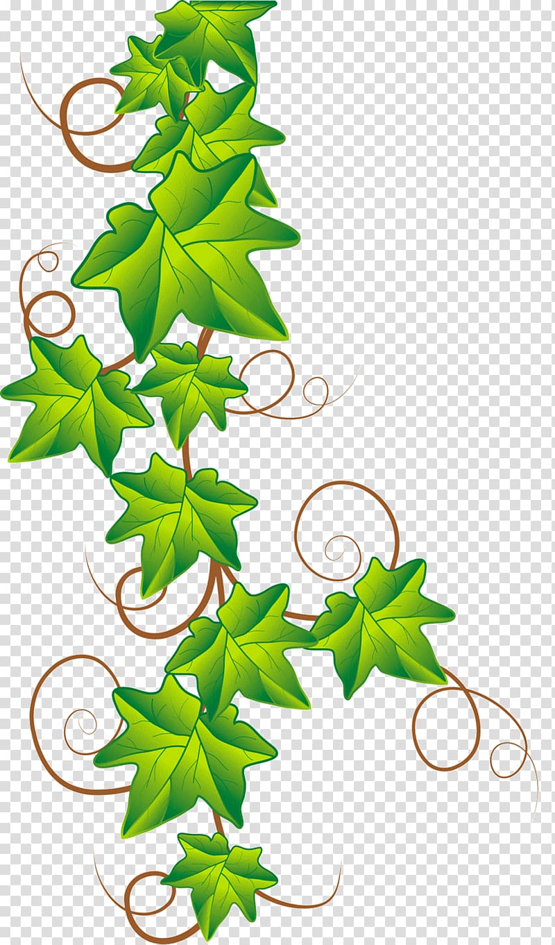 Drawing Ivy , accessoires transparent background PNG clipart