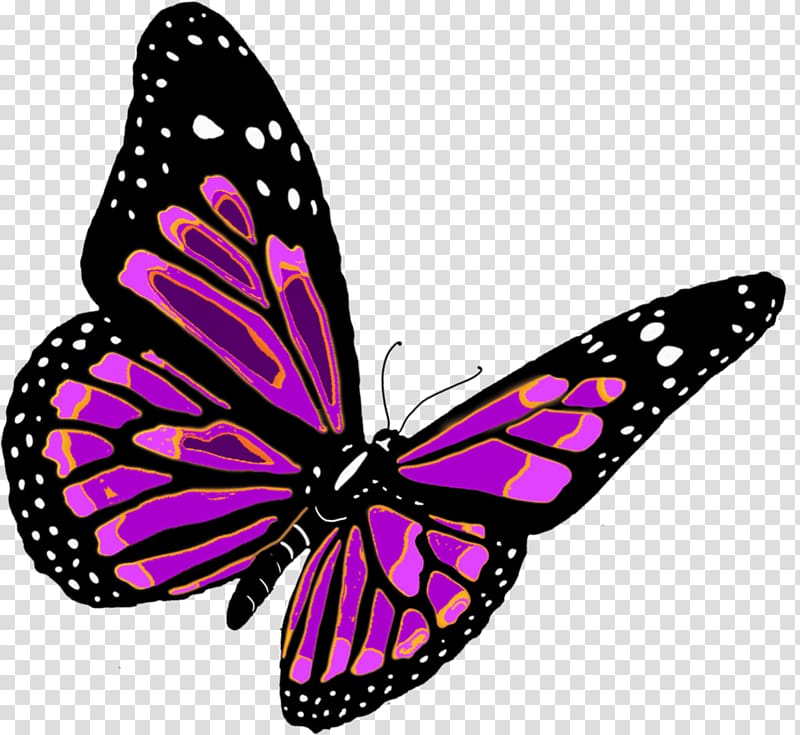 Butterfly transparent background PNG clipart | HiClipart