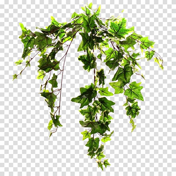 Common ivy Plant stem Vine Tree, eucalyptus transparent background PNG clipart