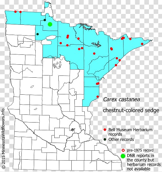 Carex stipata Tussock sedge Minnesota Map Celebrity, Sedge Family transparent background PNG clipart