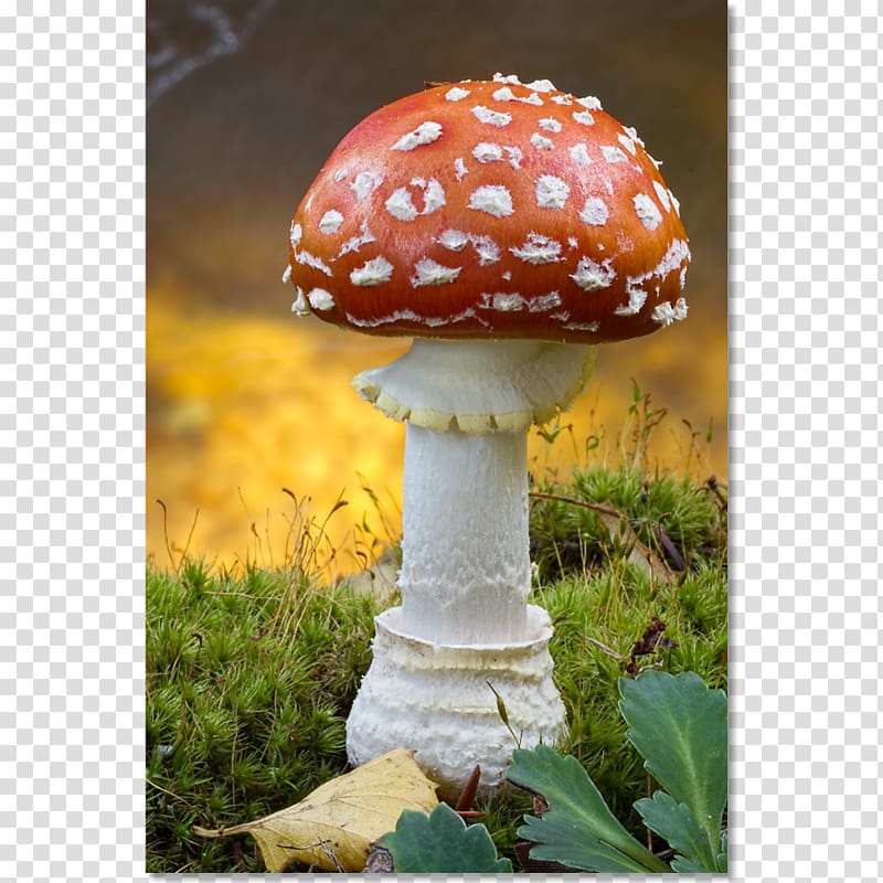 Mushroom Agaric, cantharellus cibarius transparent background PNG clipart