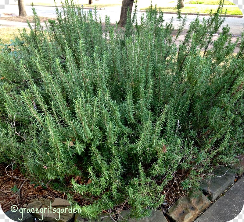 Shrubland Tree Herb Rosemary, rosemary transparent background PNG clipart