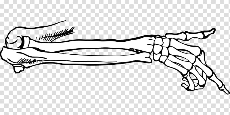 Finger Failure EP Bone Joint Muscle, hand skeleton transparent background PNG clipart