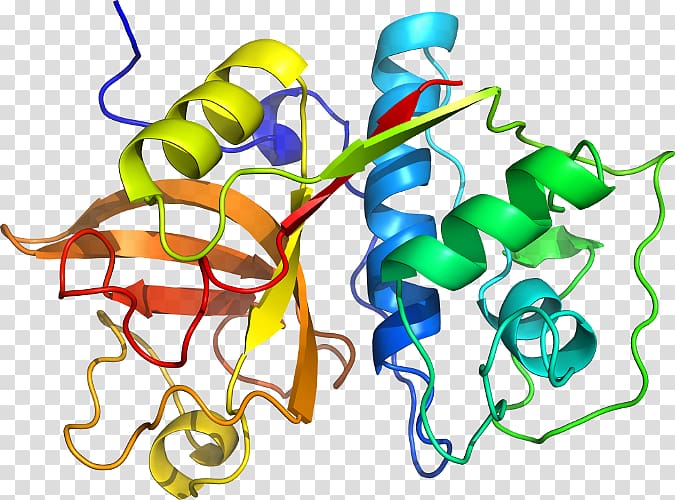 KLK6 Binding immunoglobulin protein Protein Data Bank Kallikrein, others transparent background PNG clipart