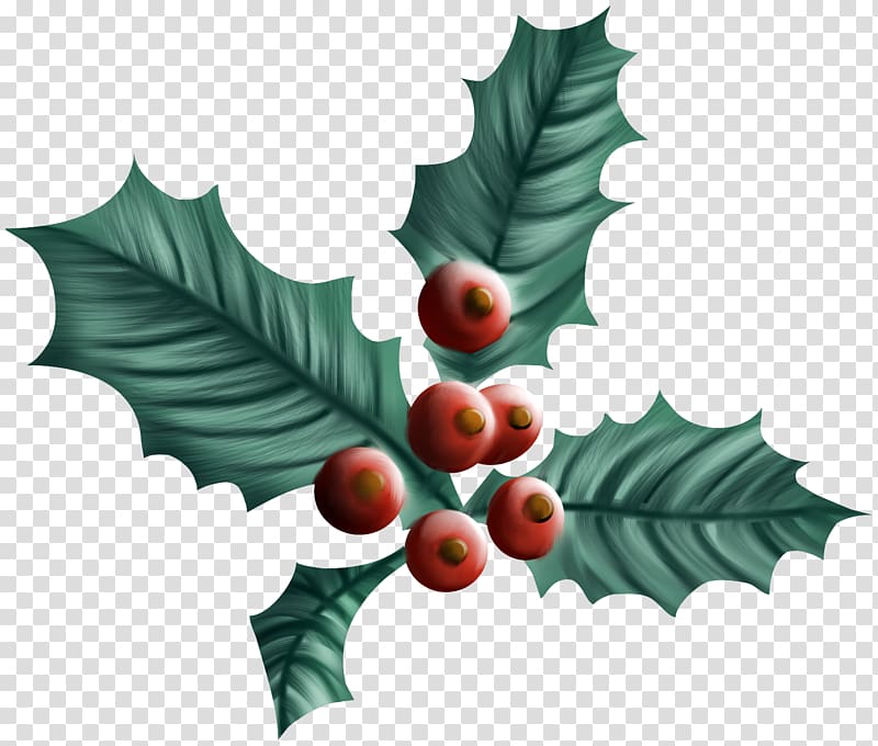 Common holly Christmas Drawing Aquifoliales Plant, holly leaf transparent background PNG clipart