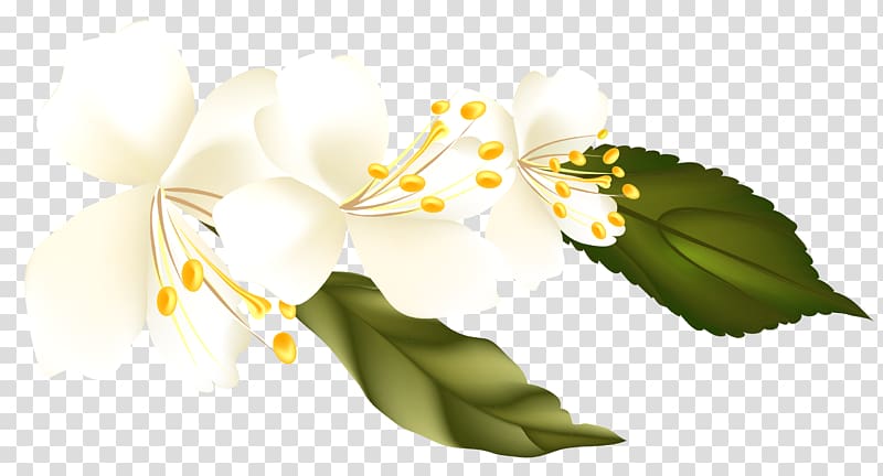 white petaled flower, , Spring Branch Element transparent background PNG clipart