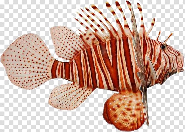 Red grouper transparent background PNG cliparts free download